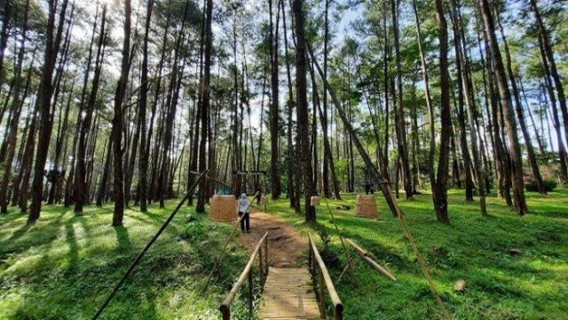 Eksplorasi Wisata Hijau Hutan Pinus Samparona